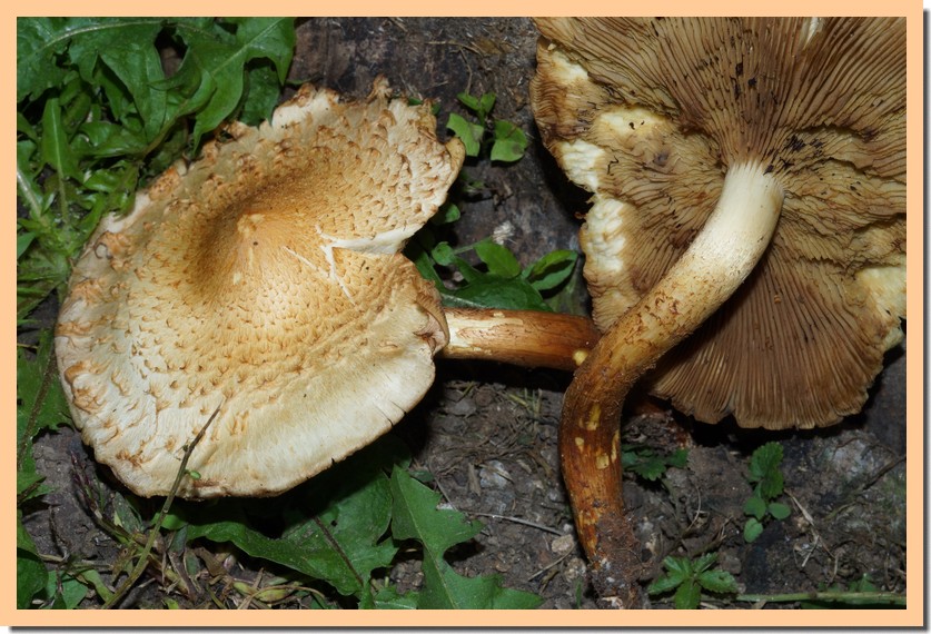 pholiota cerifera 25.jpg