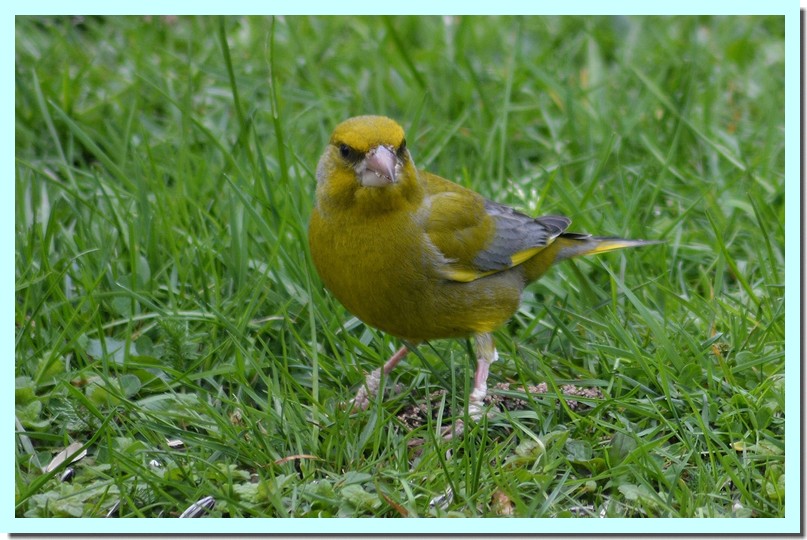 verdier d_Europe-01.jpg