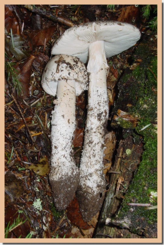 amanita excelsa var. excelsa2.jpg