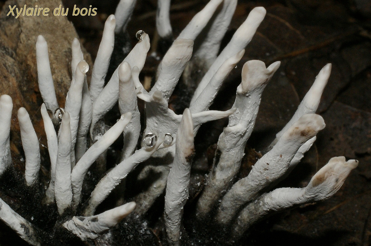 xylaria hypoxylon3.jpg