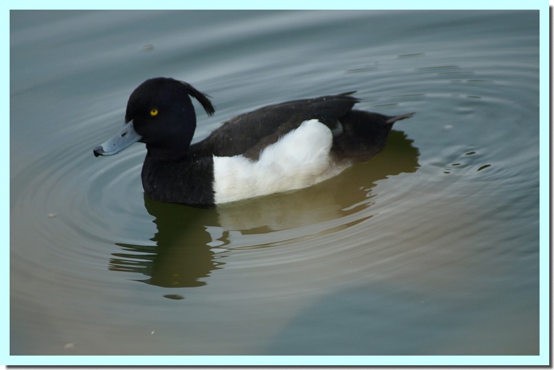 fuligule morillon 2.jpg