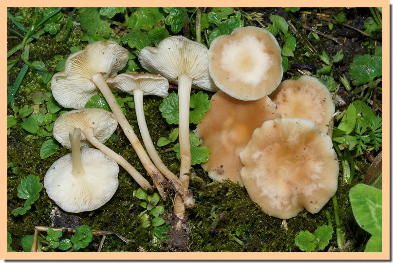 marasmius collinus 24 _1_.jpg
