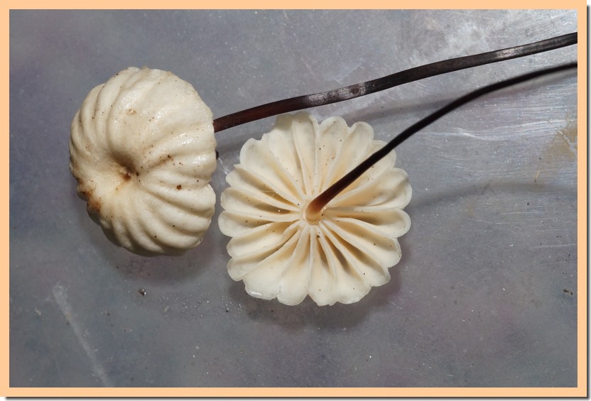 marasmius rotula 19.jpg