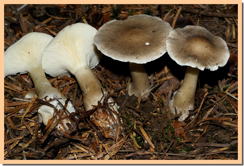 clitocybe clavipes.jpg