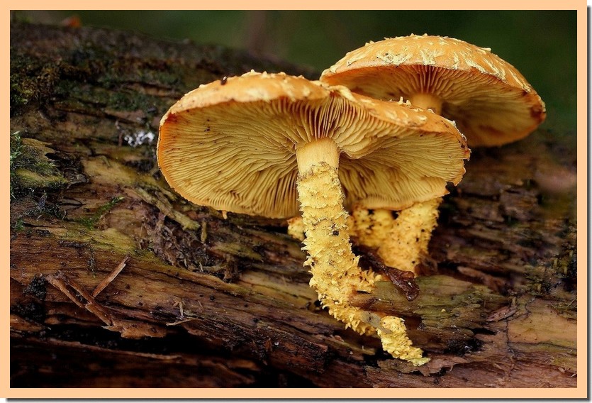 pholiota flammans2-01.jpg