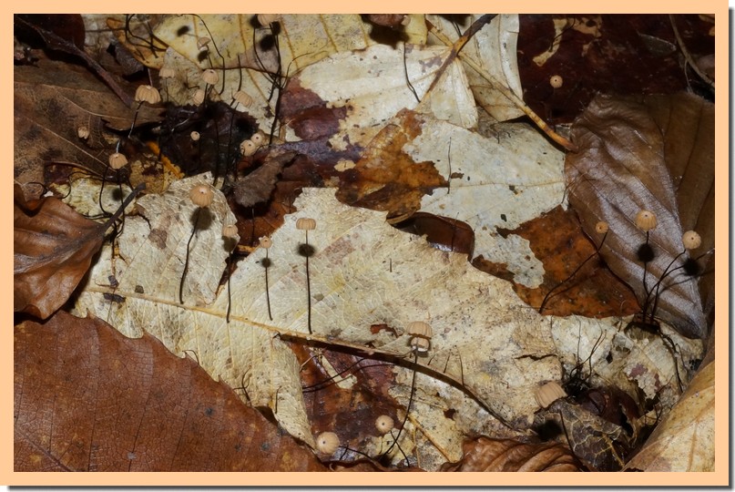 marasmius bulliardii