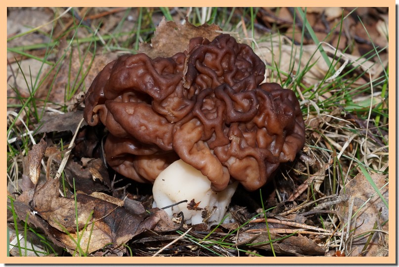 gyromitra esculenta 161.jpg