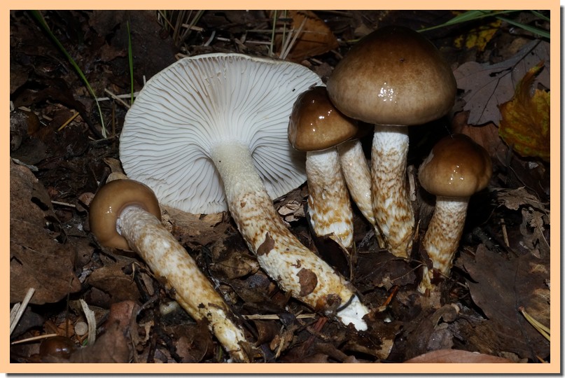 hygrophorus persoonii 15.jpg