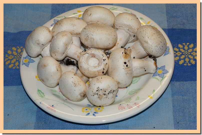 champignons de paris blancs