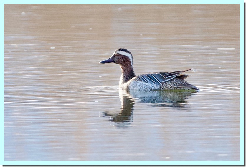 sarcelle d_été mâle.jpg