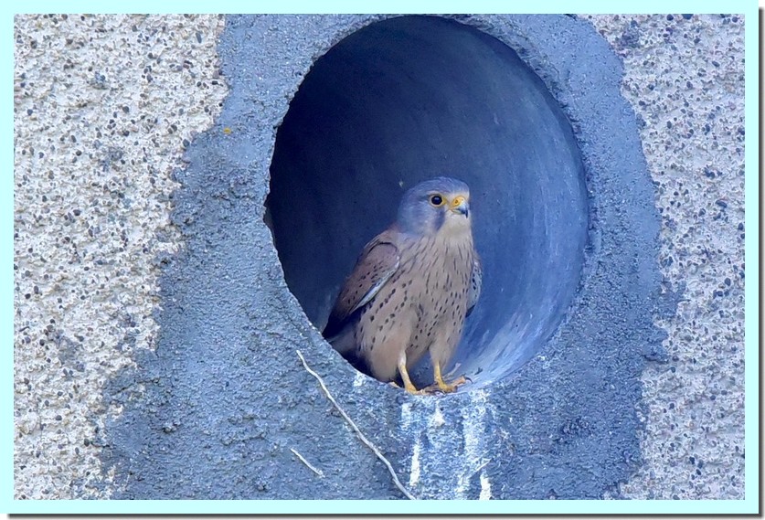 faucon crécerelle.jpg