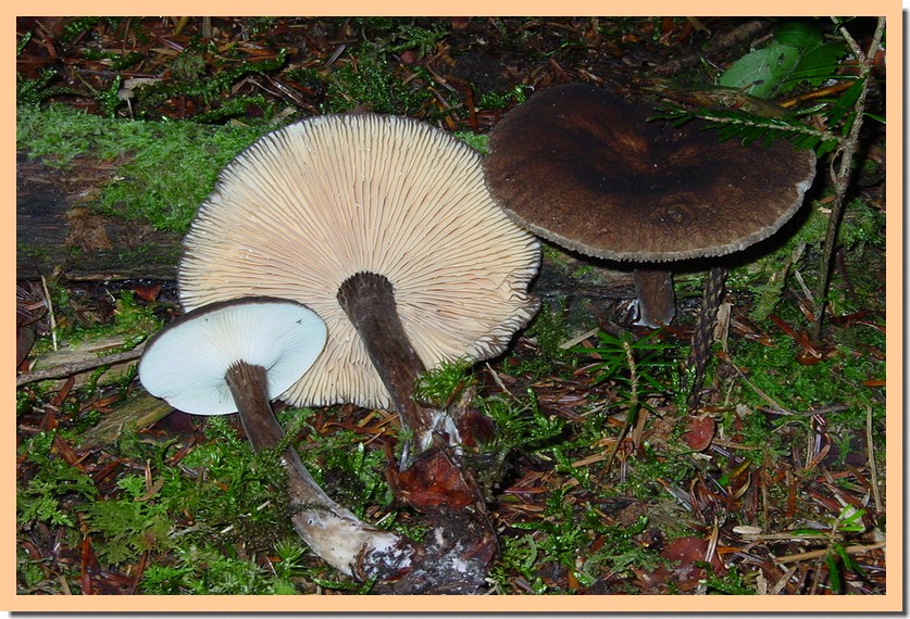 lactarius lignyotus2.jpg