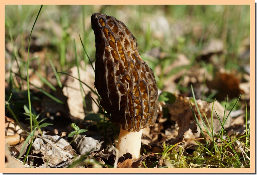 morchella elata10.jpg