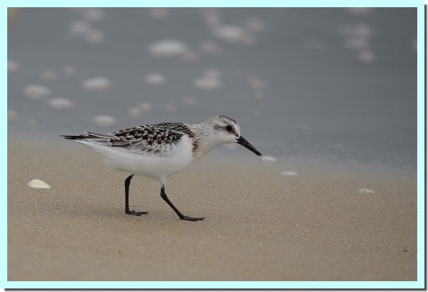 bécasseau sanderling juvénile.jpg