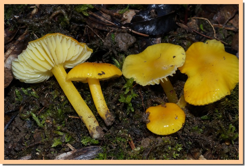 hygrocybe chlorophana 14.jpg