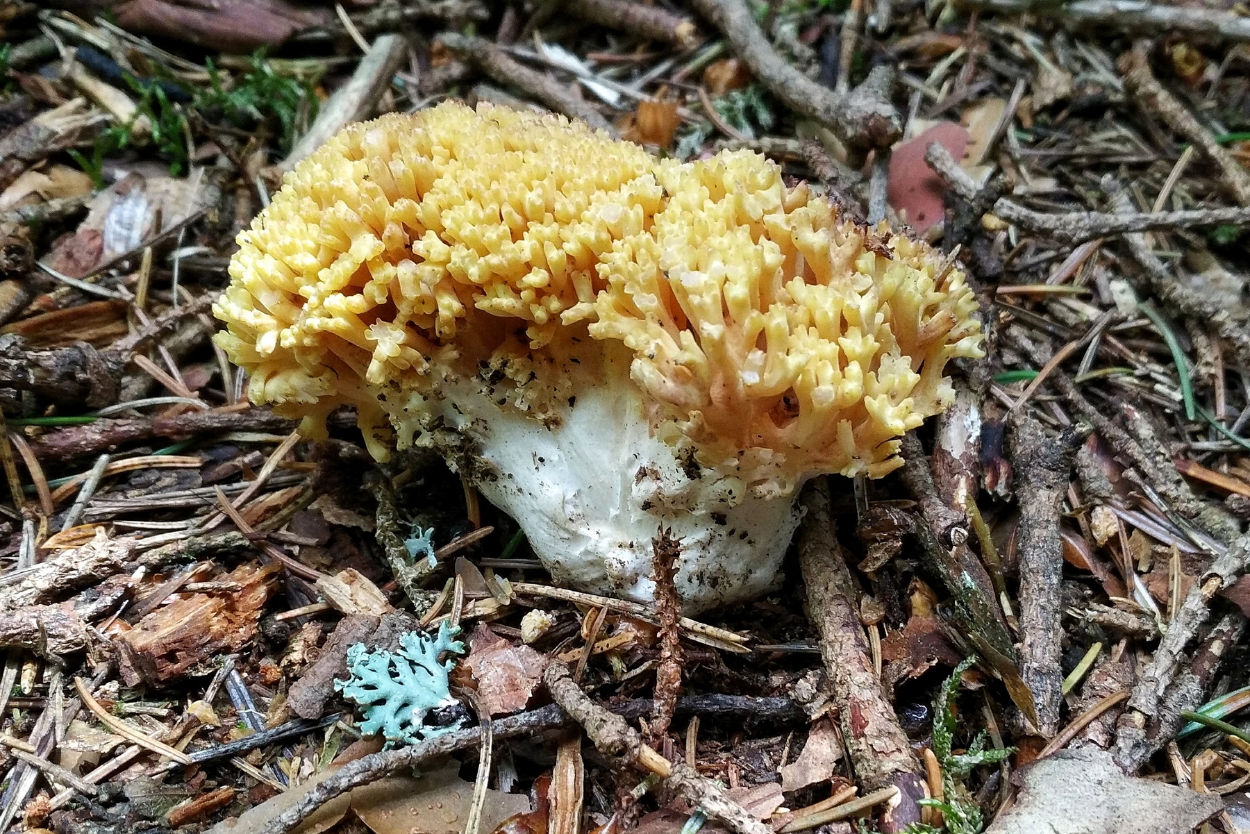 Ramaria praecox 19.jpeg
