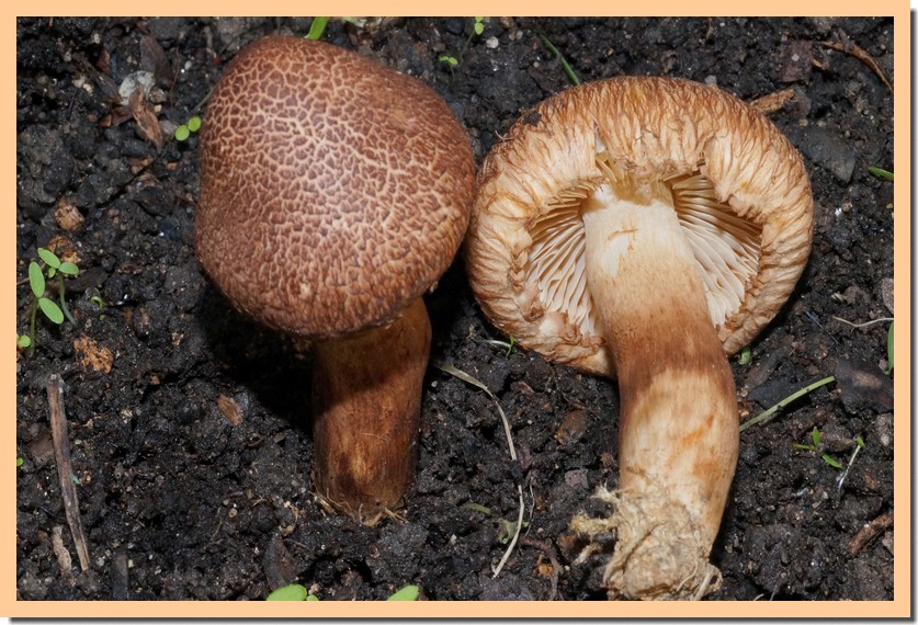 tricholoma vaccinum 14.jpg