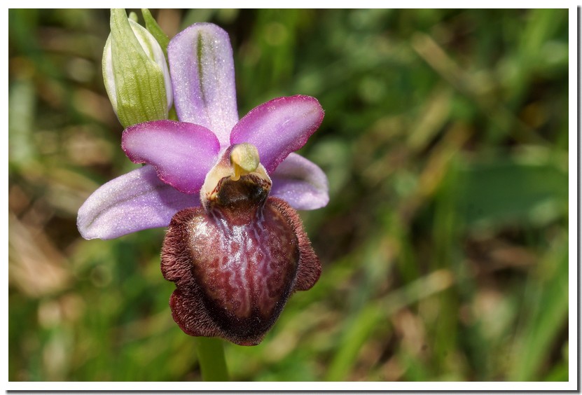 Ophrys aveyronensis 18.jpg
