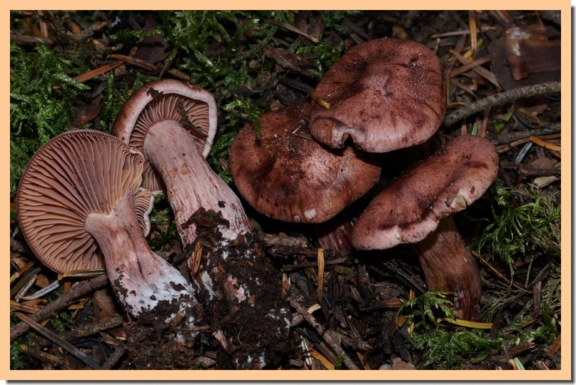 hygrophorus capreolarius 14.jpg