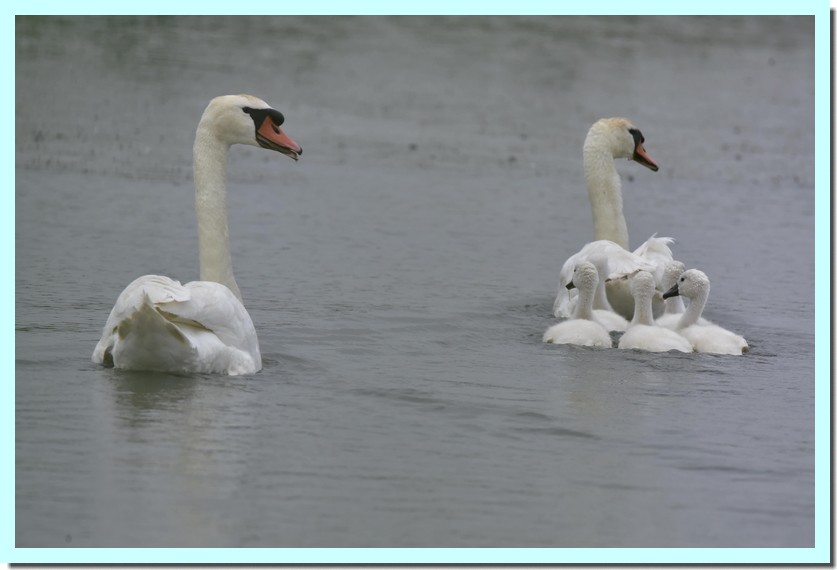 cygne tuberculé.jpg