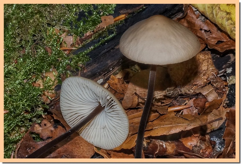 marasmius alliaceus 17.jpg