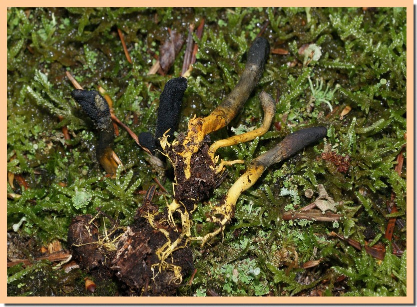 Tolypocladium ophioglossoides.jpg