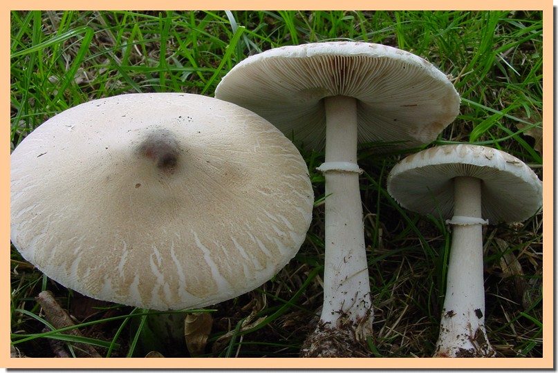 macrolepiota excoriata.jpg