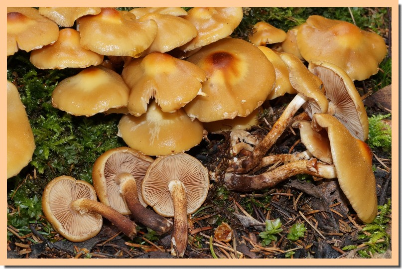 kuehneromyces mutabilis 16.jpg