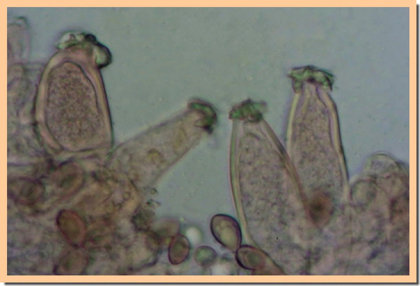 inocybe godeyi 24.jpg