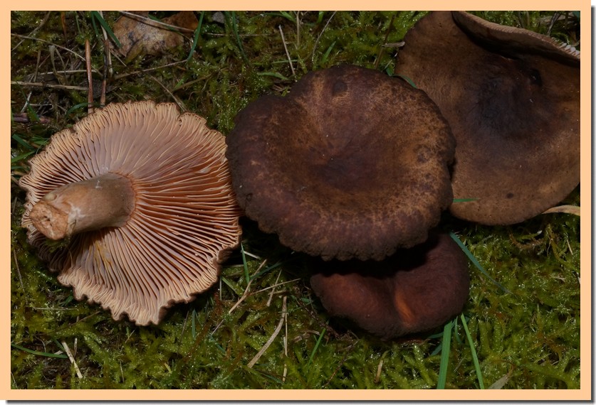 lactarius subumbonatus 15.jpg