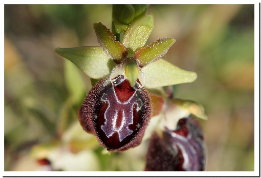 Ophrys provincialis 22 8.jpg