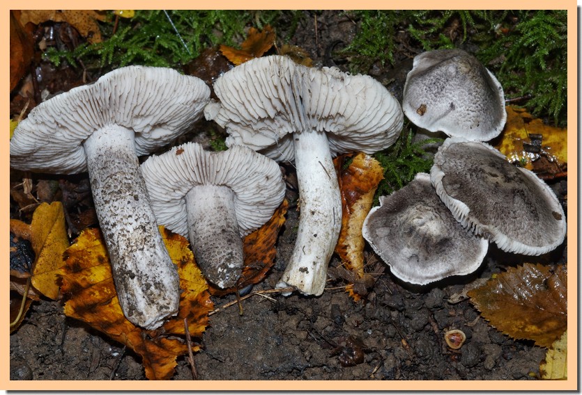 tricholoma bresadolanum 24.jpg