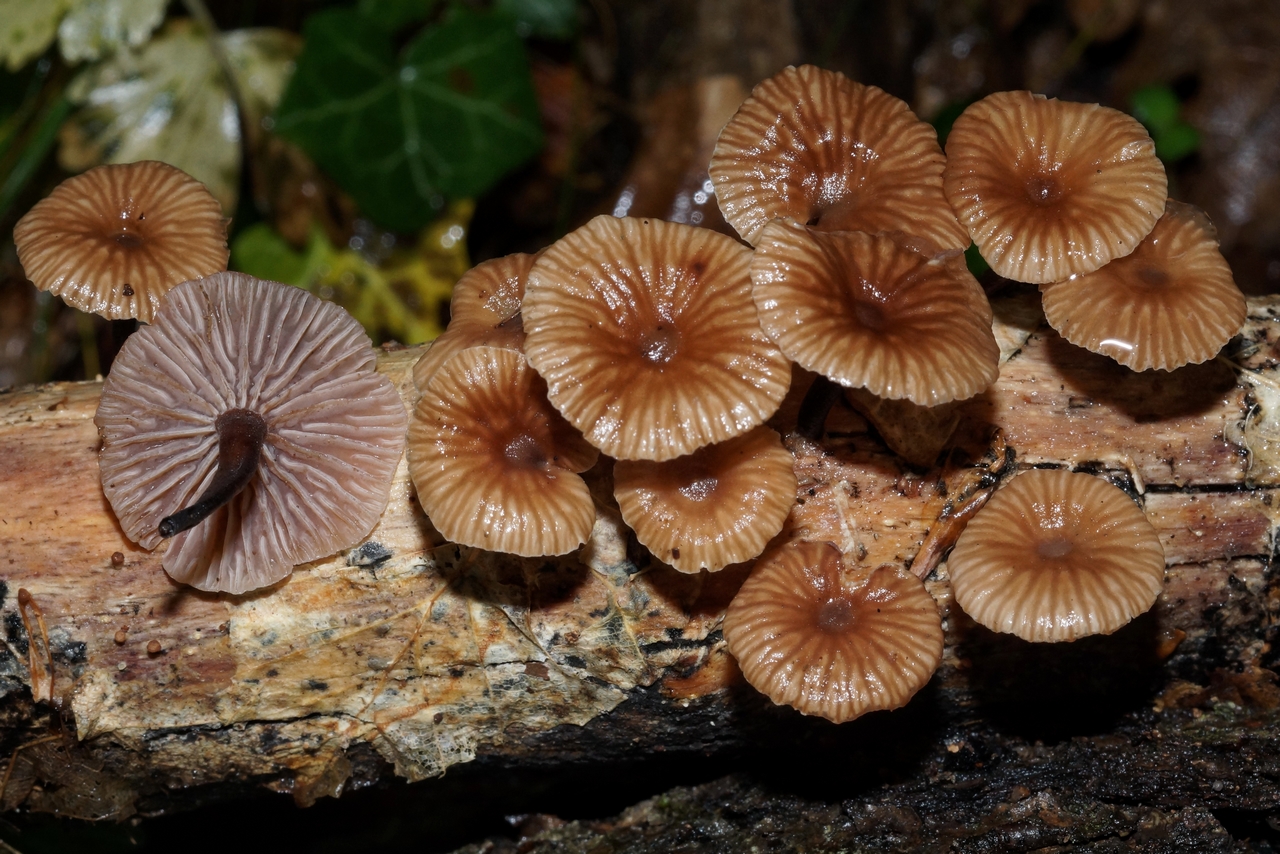 micromphale foetidum 24.jpeg