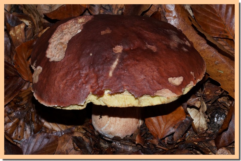 boletus pinophilus 15.jpg