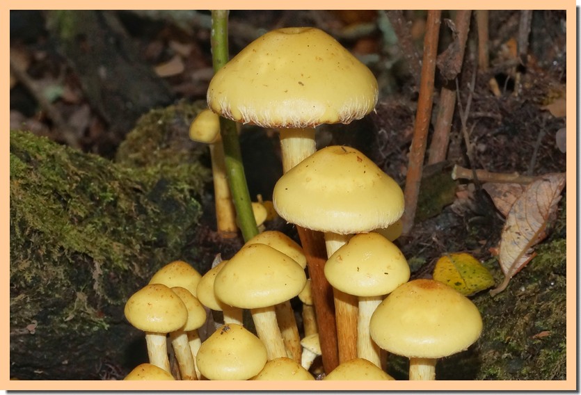 pholiota salicicola 191-01.jpg