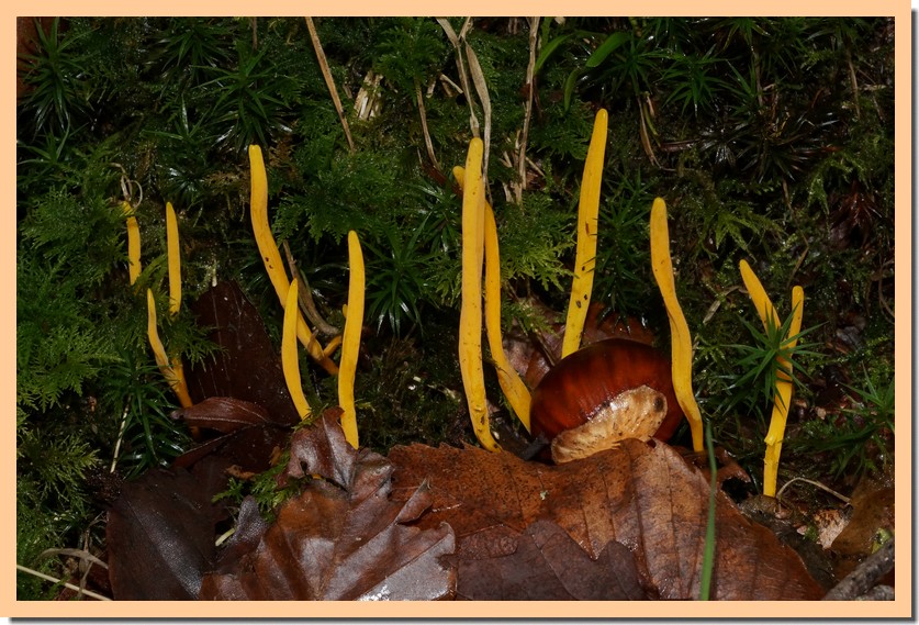 clavulinopsis helvola 19.jpg