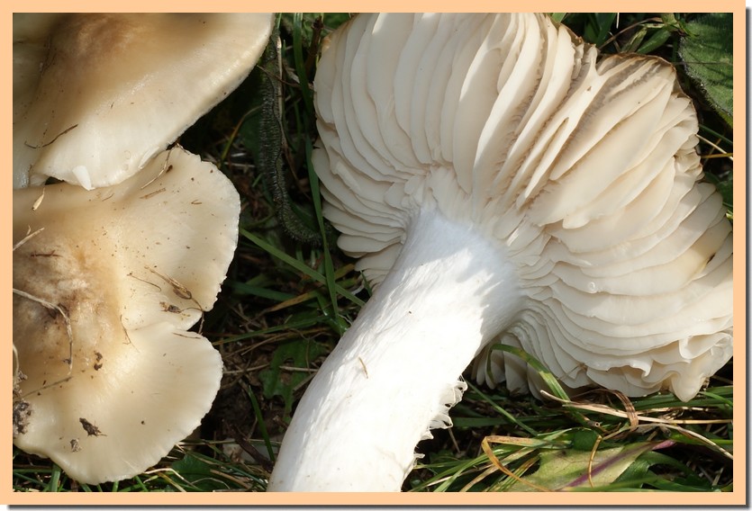 hygrocybe fornicata 2.jpg