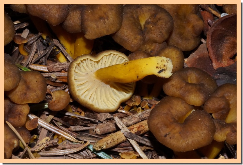 craterellus tubaeformis 141.jpg