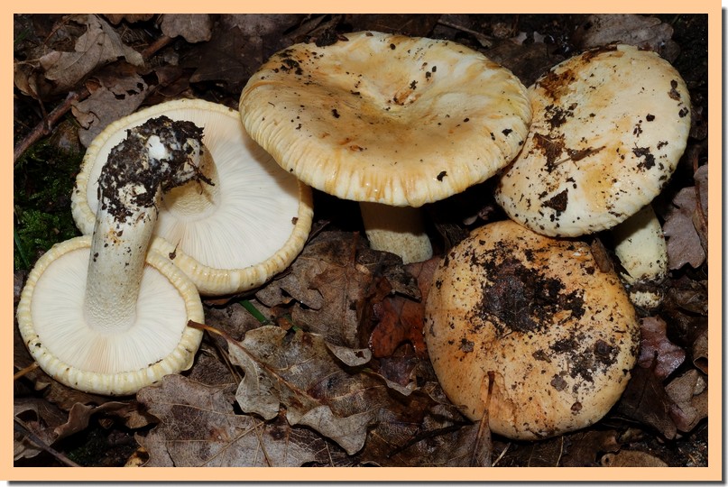 tricholoma acerbum2.jpg