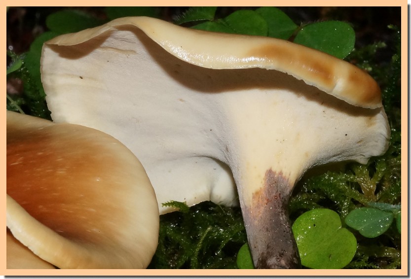 polyporus badius pores.jpg