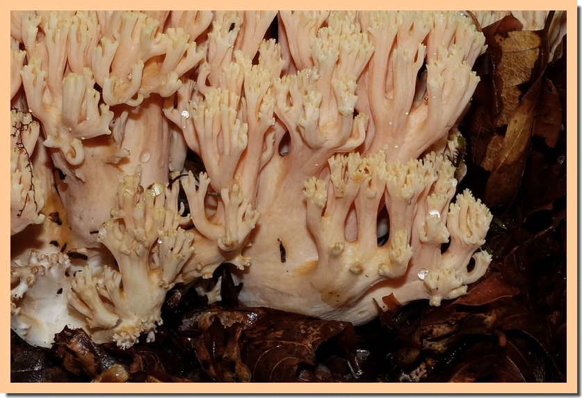 ramaria formosa 14-01.jpg