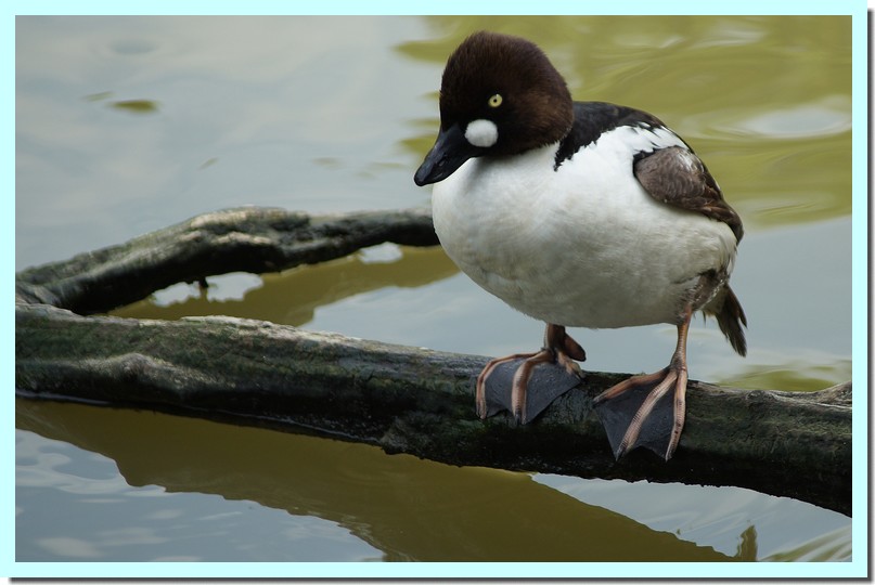 garrot à œil d_or.jpg