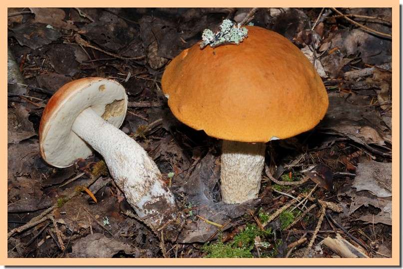 leccinum albostipitatum14.jpg