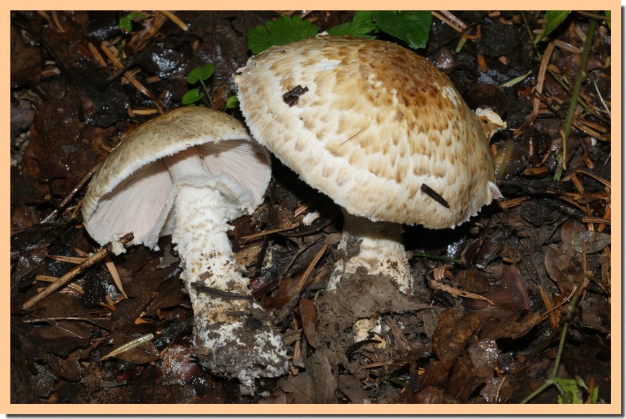 agaricus augustus2.jpg