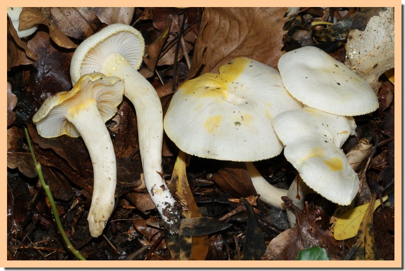 hygrophorus chrysodon.jpg