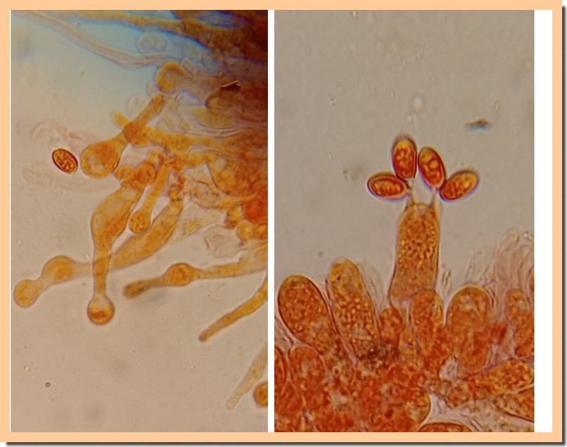 galerina camerina 25 1.jpg