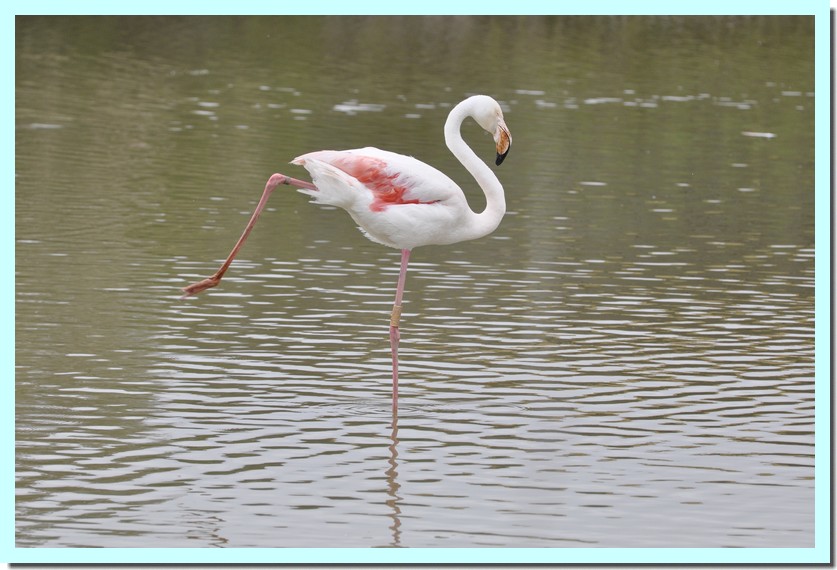 flamant rose.jpg