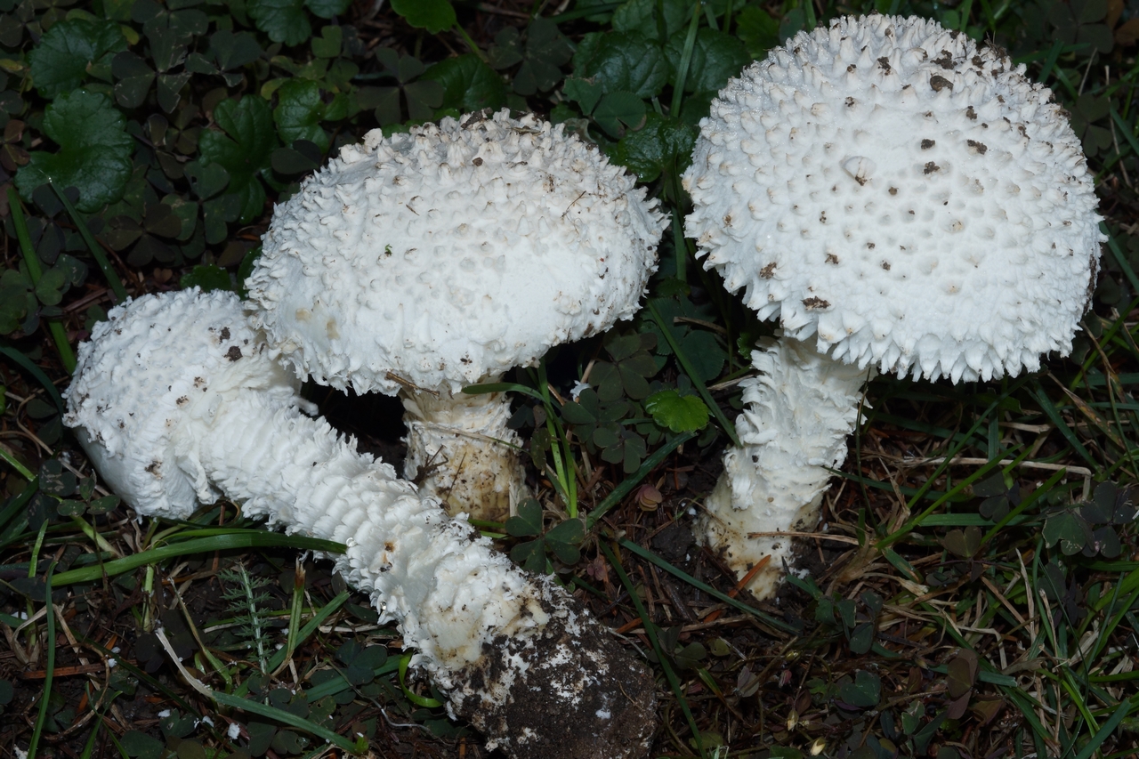 amanita vittadinii 24.JPG