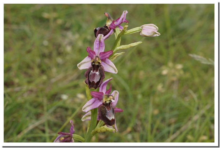 ophrys drumana 21.jpg