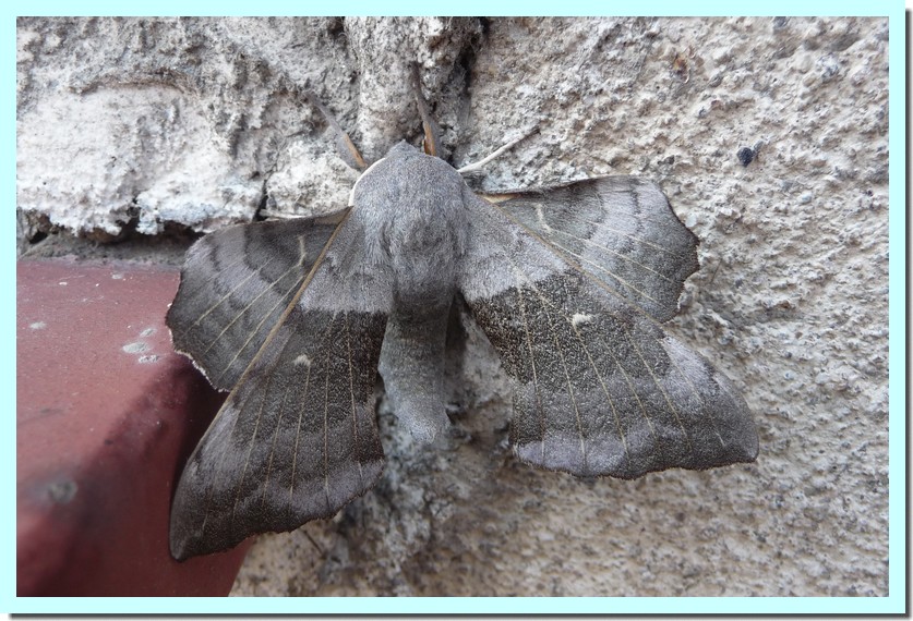 sphinx du peuplier.jpg